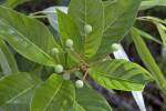 Plant with Glossy Green Leaves and Flower Balls
