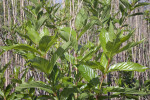 Plant with Glossy Green Leaves at Anhinga Trail of Everglades National Park