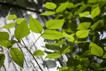 Plant with Green Leaves and Purplish Stems