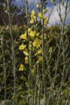 Plant with Green Stalks and Yellow Flowers