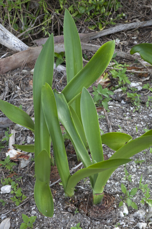 Plant with Long, Green Leaves at the Flamingo Campgrounds of Everglades National Park