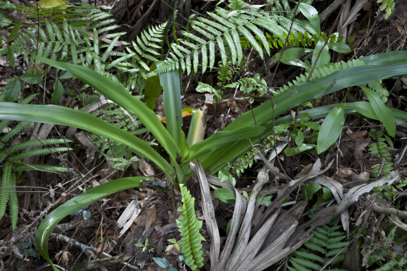 Plant with Long, Green Leaves Extending from Central Base