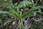 Plant with Long, Green Leaves Extending from Central Base