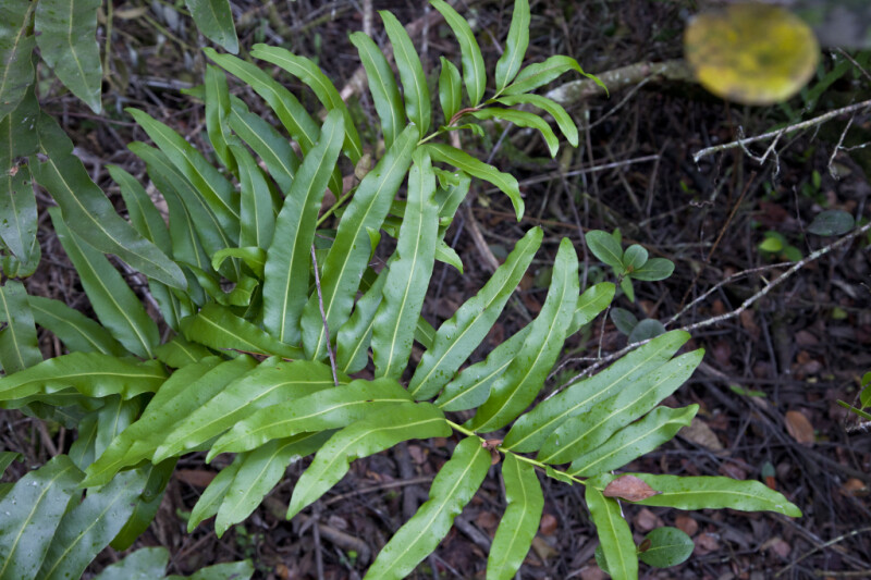 Plant with Long, Narrow Leaves