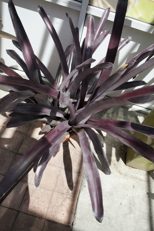 Plant with Purple, Spiny Leaves