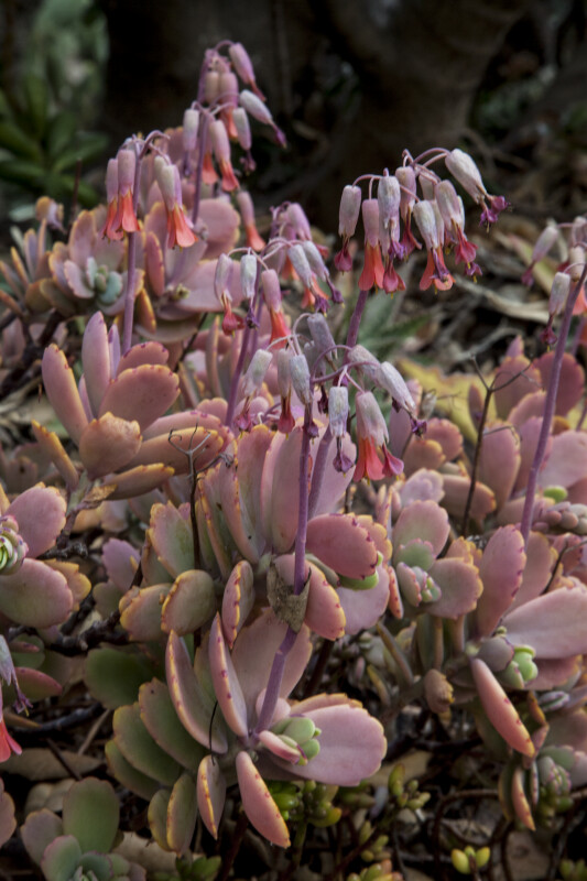 Plant with Succulent Leaves and Drooping Flowers