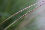 Plant with Water Droplets
