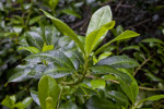 Plant with Wet Leaves