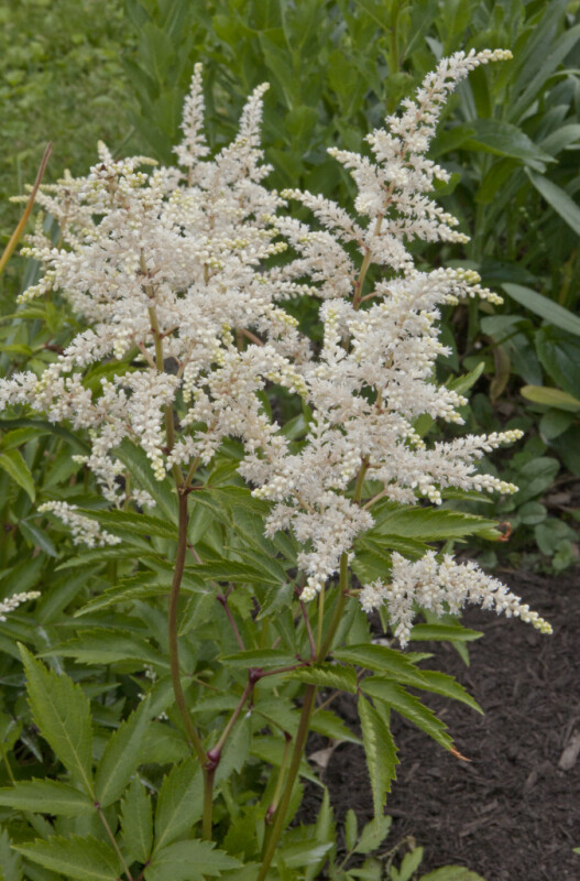 Plant with White Flowers Growing on a Raceme and Serrated, Green Leaves