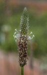 Plantain Flowering Stalk