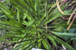 Plantain Plant at the Fruit and Spice Park