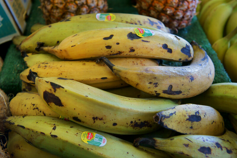 Plantains at the Tampa Bay Farmers Markets