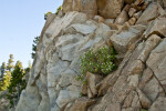 Plants Grow in Rocky Crevasse