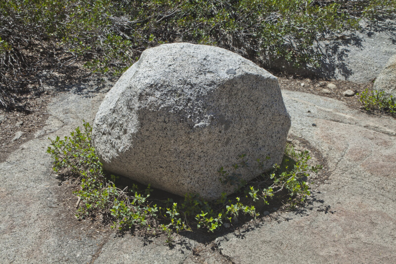 Plants Growing around the Base of a Boulder