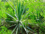 Plants Growing on Mound Key