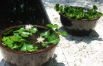 Plants in Bowls