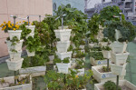 Plants Stacked Vertically