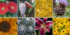 Plants photographs