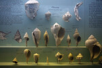 Pliocene Shells