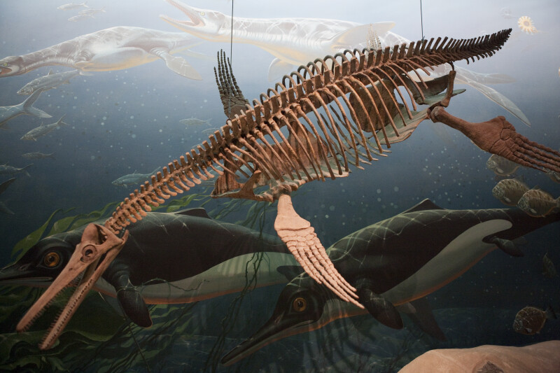 Pliosaur Skeleton
