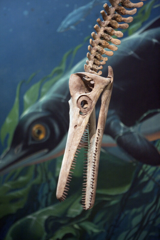 Pliosaur Skull