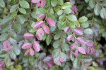 Plum Loropetalum Plant with Purple and Green Leaves