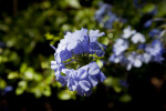 Plumbago auriculata