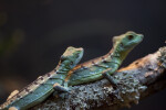 Plumed Basilisks