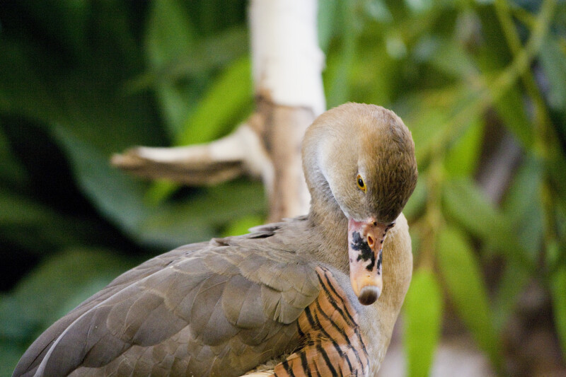 Plumed Whistling-Duck Close-Up