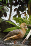 Plumed Whistling-Duck