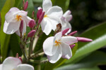 Plumeria Flowers