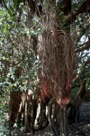 Pōhutukawa