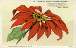 Poinsettia Blossom, the Florida State Flower
