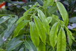 Pointed Chicken Tongue Lychee Leaves