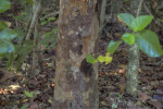 Poisonwood Bark