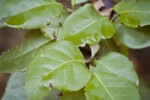 Poisonwood Leaves Close-Up View