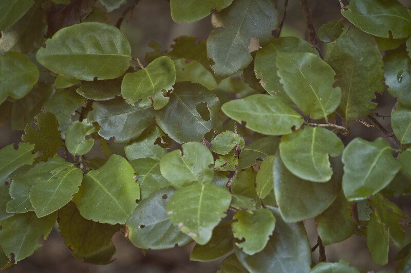 Poisonwood Leaves