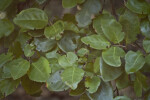 Poisonwood Leaves