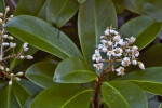 Flower Cluster