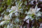 Shrub at Dagny Johnson Key Largo Hammock Botanical State Park