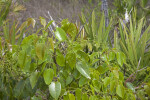 Poisonwood Shrub at Long Pine Key of Everglades National Park