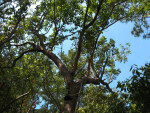 Poisonwood Tree
