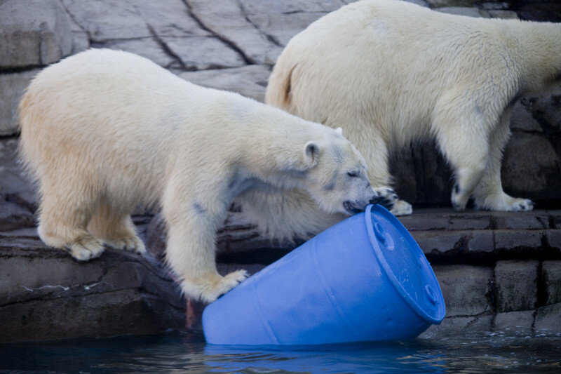 Polar Bear and Barrel