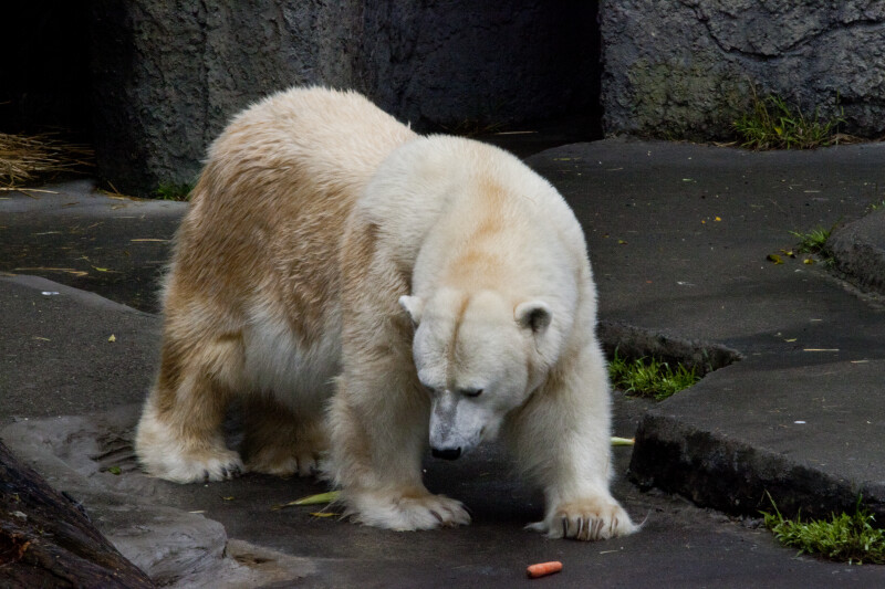 Polar Bear and Carrot