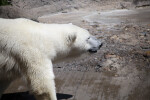 Polar Bear Close-Up