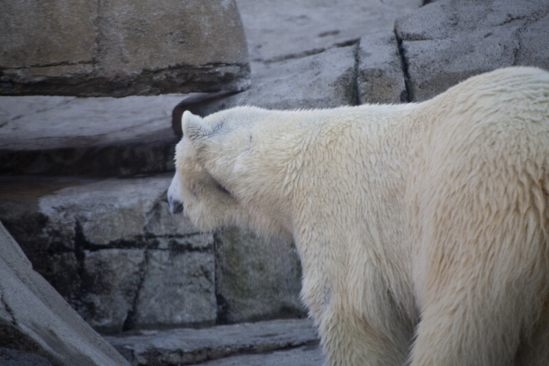 Polar Bear from Behind