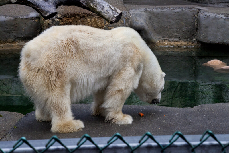 Polar Bear from Side
