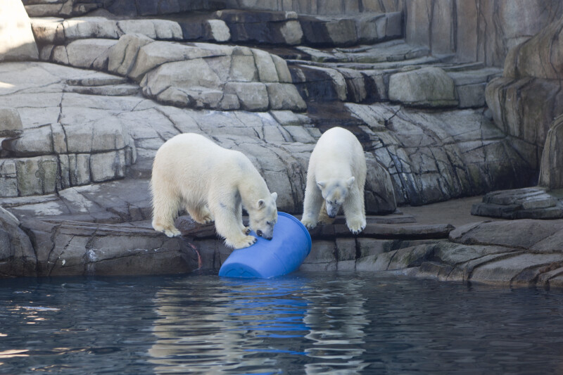 Polar Bears at Water's Edge