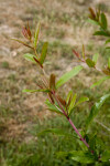 Pomegranate Branch with Multi-Colored Leaves