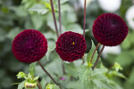 Pompon Dahlia